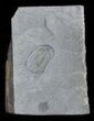 Ogyginus Cordensis - Classic British Trilobite #30793-1
